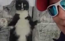 Кот при виде чужака стал шипеть и прыгать на стекло