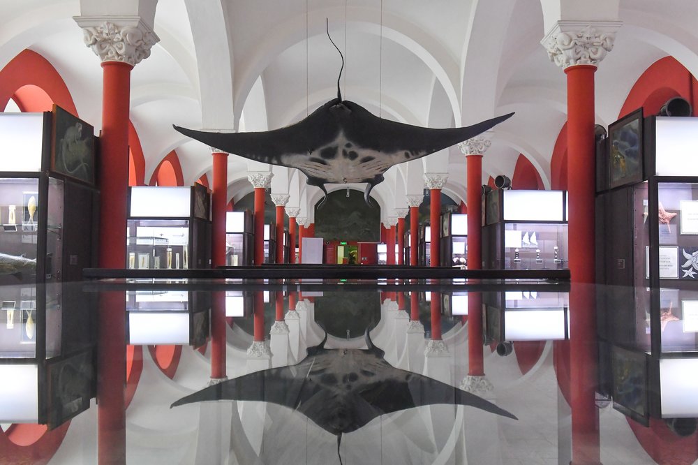 «Ночь географии» пройдет в Зоологическом музее