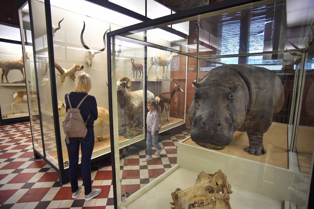 Зоологический музей представил программу на праздничные выходные