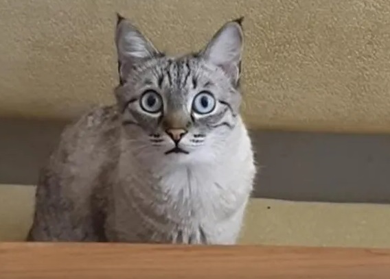 Пепельно-серый кот выпучил большие голубые глаза и замер в ожидании еды