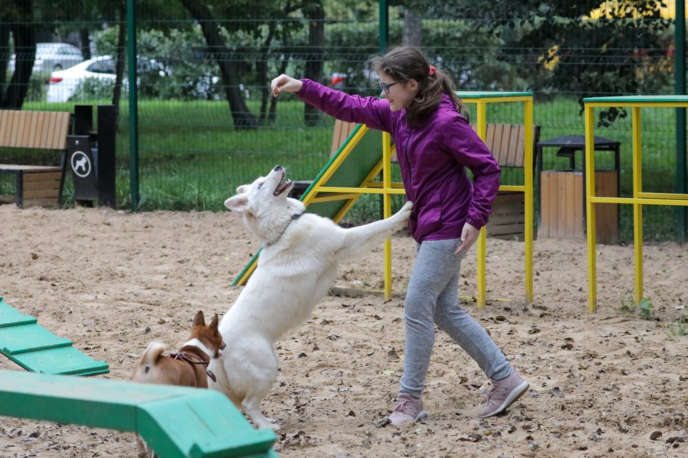 Депутат рассказал о необходимости чипирования домашних животных