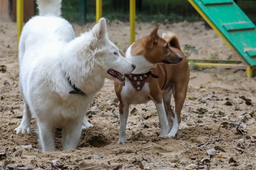 Опрос показал, каких домашних питомцев предпочитают россияне