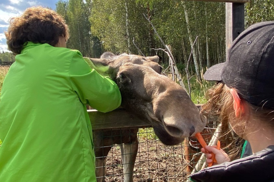Начальник биостанции парка «Лосиный Остров» Иван Юткин надевает на лосиху Дину GPS-трекер, чтобы специалисты могли отследить перемещения животного