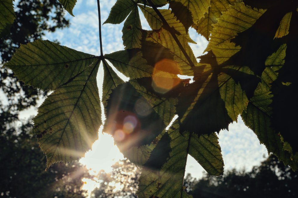 Ученые рассказали, как дневной свет влияет на мозг 