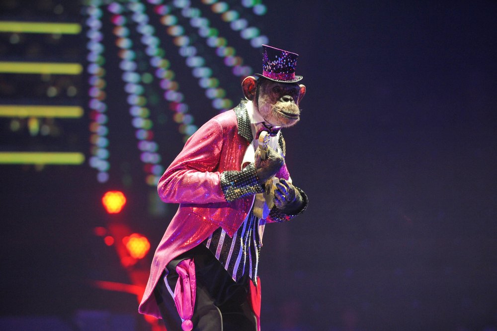 Епархия объяснила использование нацистских символов на одежде животных в цирке