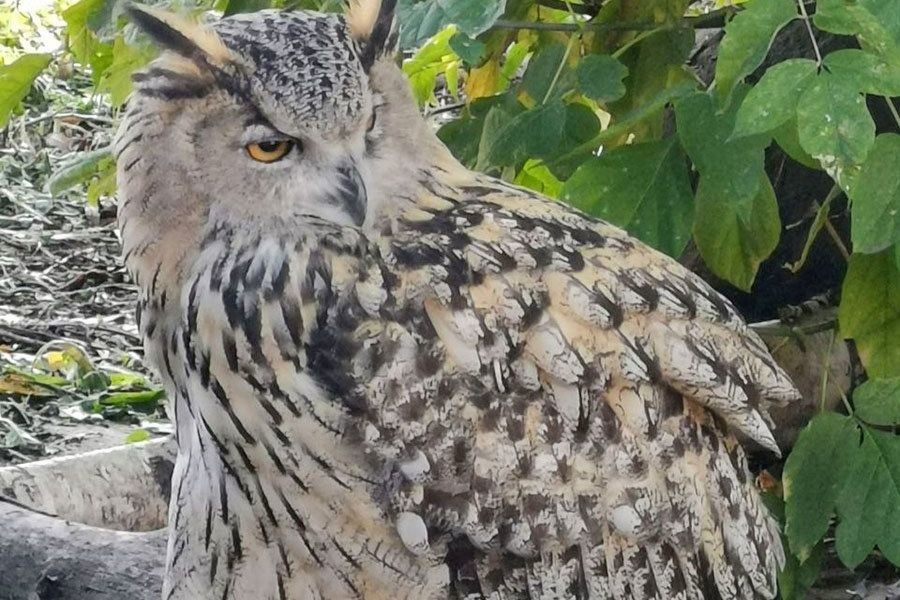 Филин Тома родилась в зоопарке семь лет назад. Размах крыльев этой птицы достигает более полутора метров