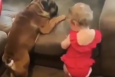 В кадре ребенок и собака отчаянно карабкаются на диван