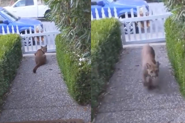 Очевидец показал на видео пуму, охотящуюся на детей