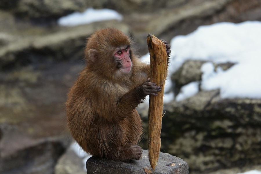 Обезьяну нашли среди багажа в автобусе, следовавшем из Москвы в Махачкалу