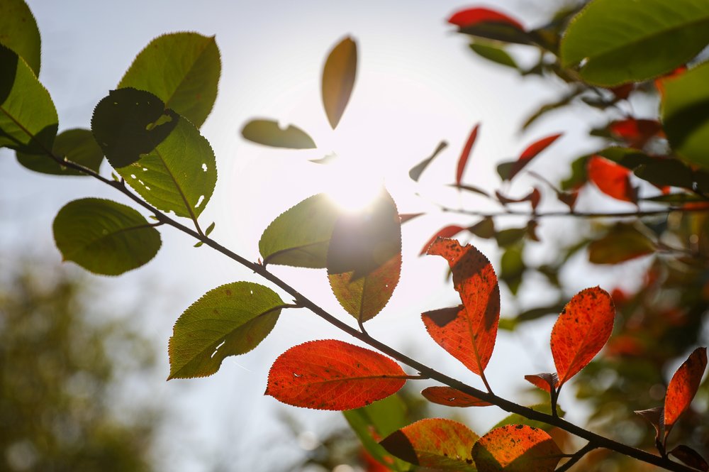 В одном из районов Якутии посреди дня из-за дыма пропало солнце. Видео 