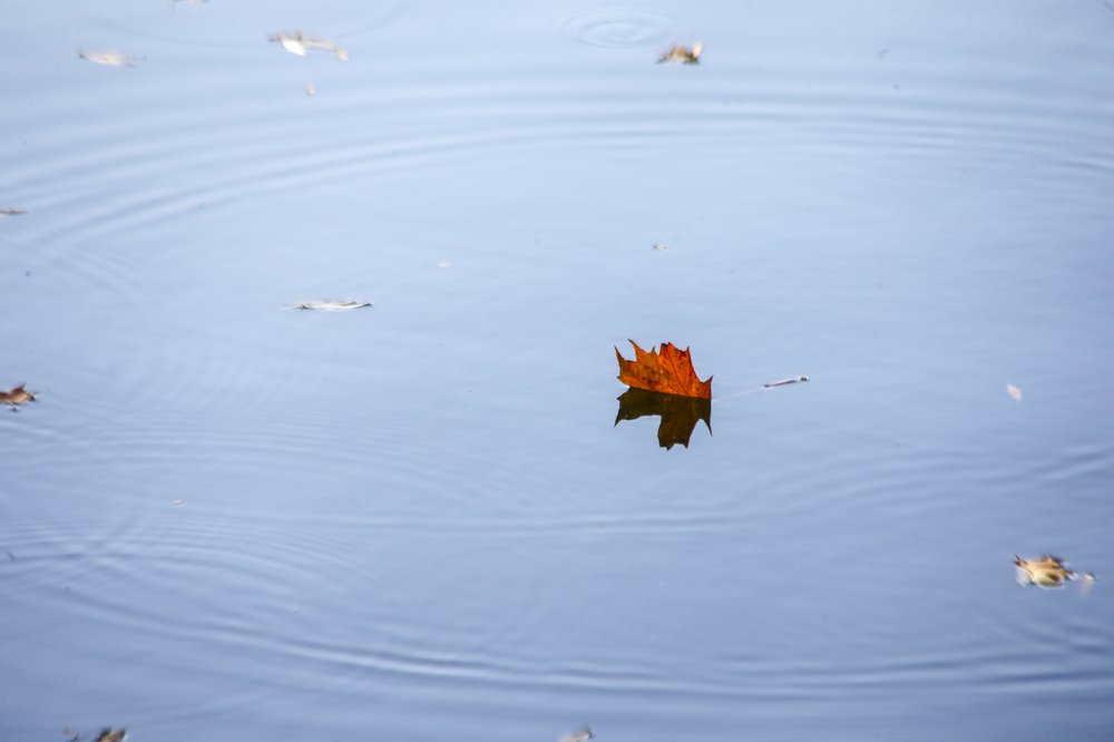 Столичные коммунальщики рассказали об особенностях очистки берега пруда в парке «Сокольники»
