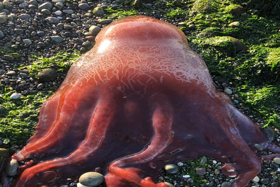 Останки загадочного существа с щупальцами выбросило на берег острова в США