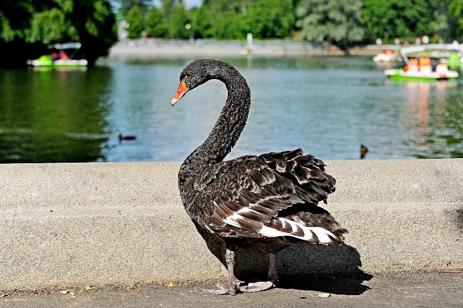 Лебеди в московском зоопарке