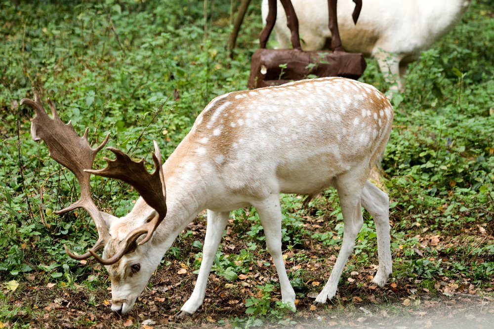 Минимум 124 евро ежемесячно: какую пользу горожанам приносят животные