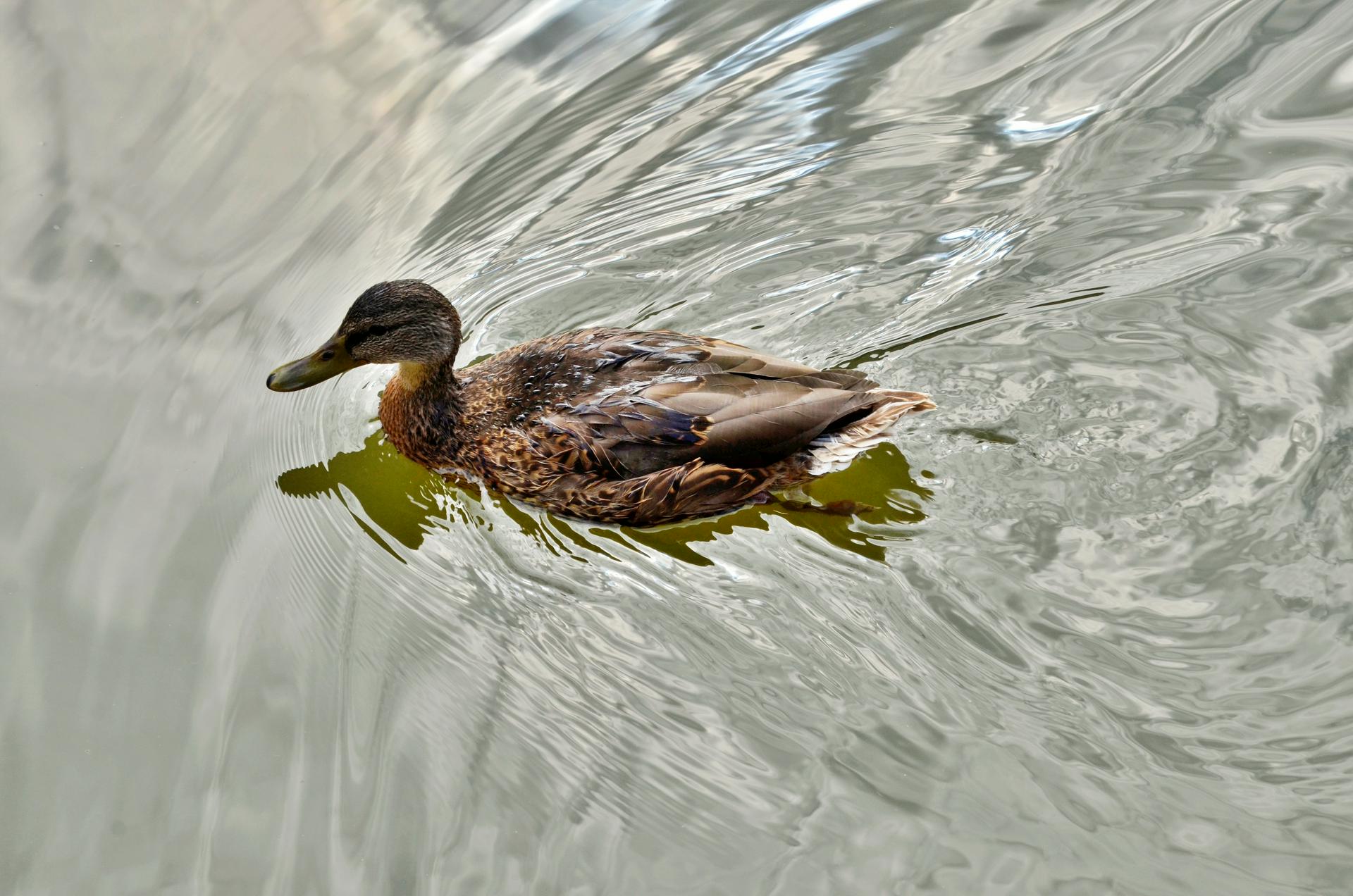 Молжаниновский район столицы благоустроят до конца года