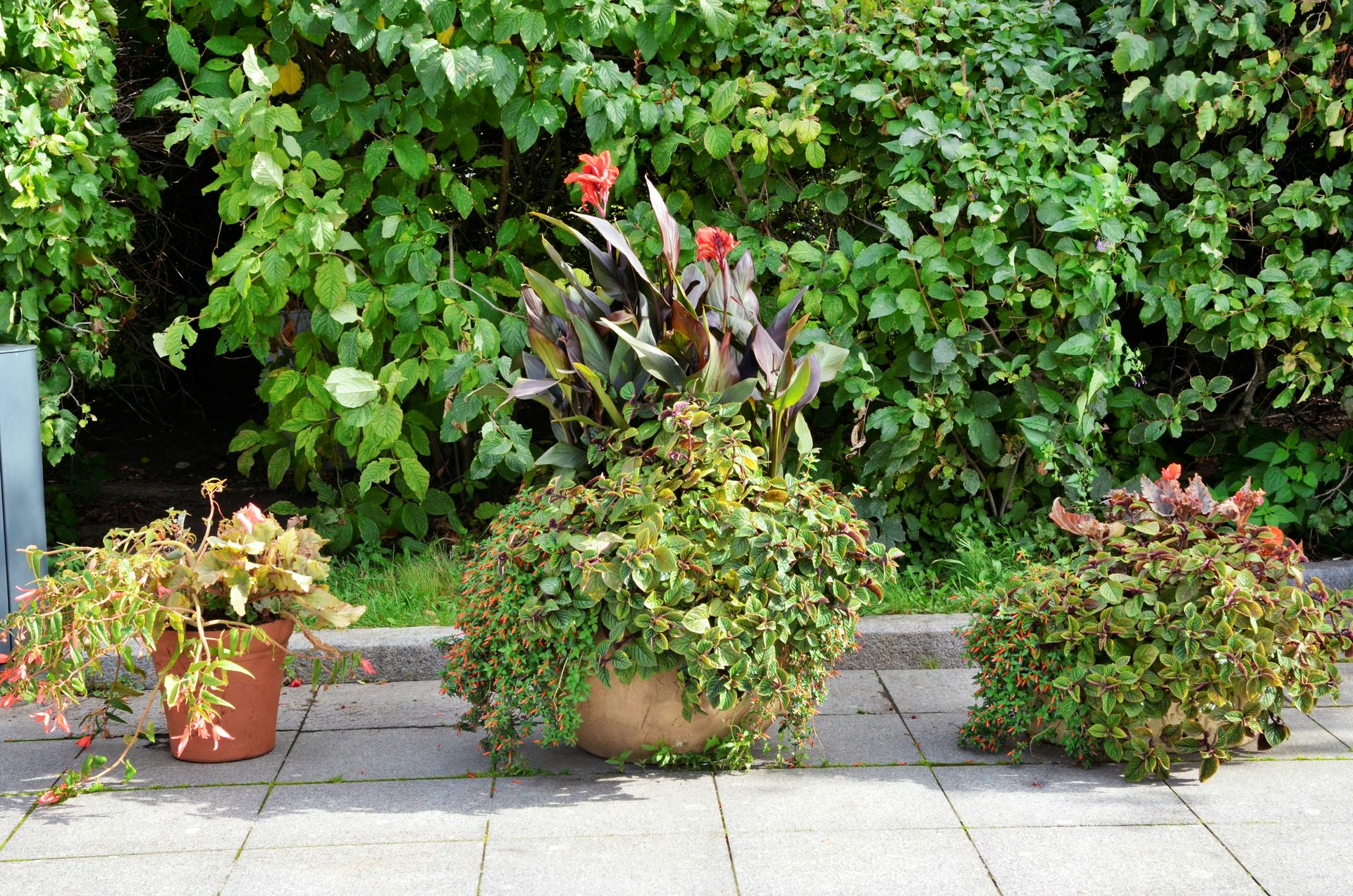 Исследователи выяснили причины реакции растений на высокую температуру