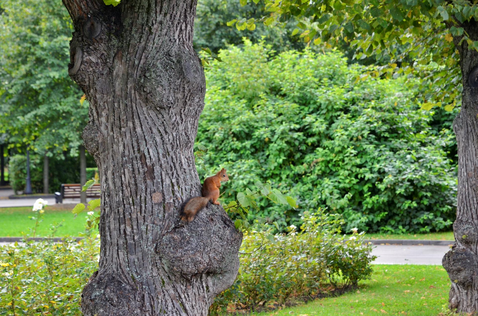 Выставка с пейзажами Парка Горького открылась в Москве