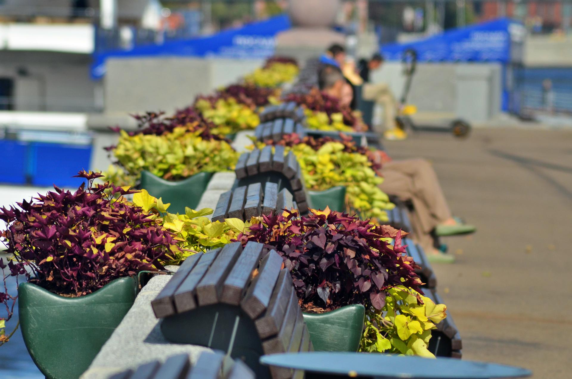 Свыше 6,6 миллиона цветов высадят в Подмосковье весной