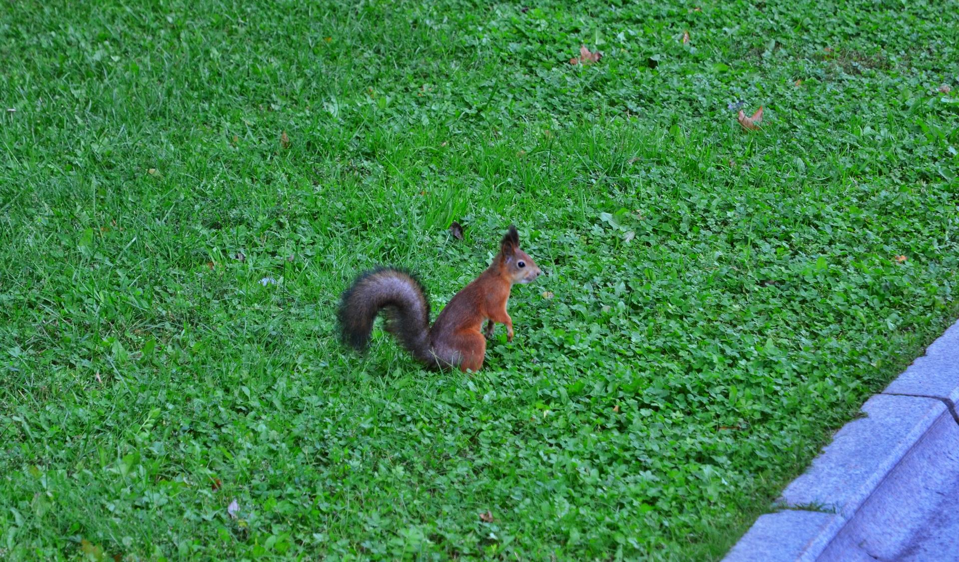 Экоквест «По следам человека» пройдет в парке «Царицыно»