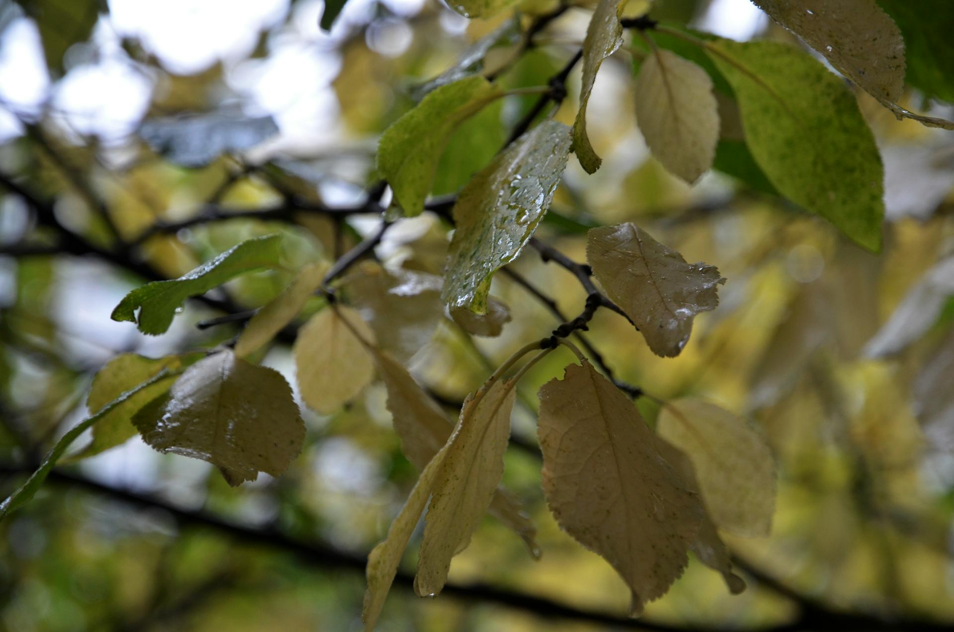 Синоптики рассказали о погоде в Москве на выходные