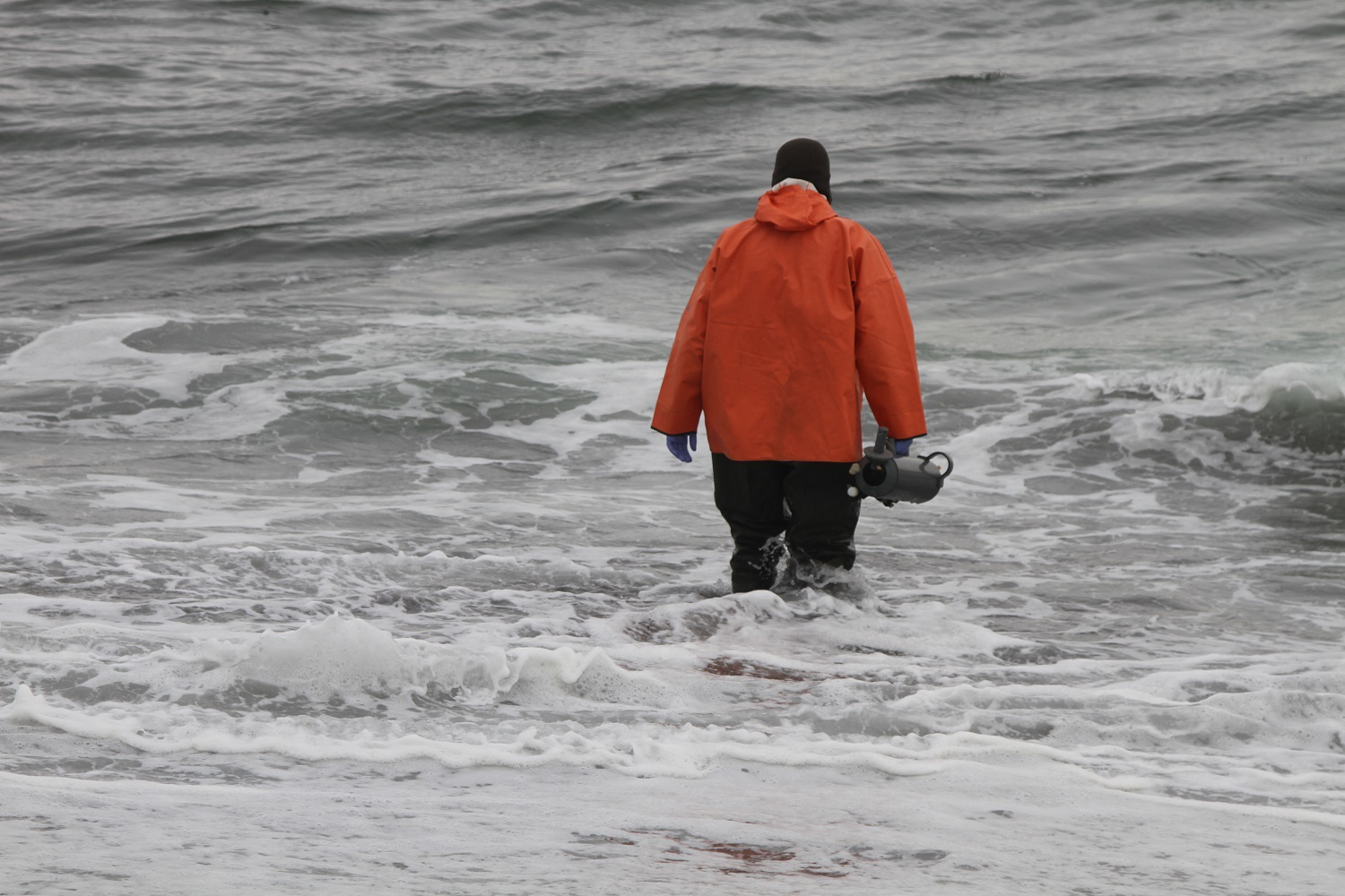 Специалисты не обнаружили токсинов в морской воде на Камчатке