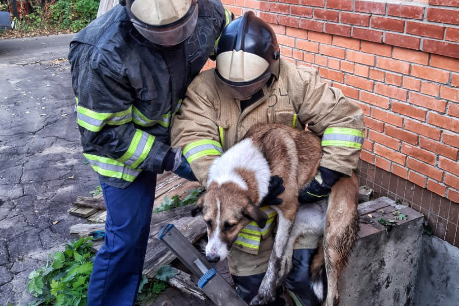 Упавшую в технологический приямок собаку спасли в Подмосковье