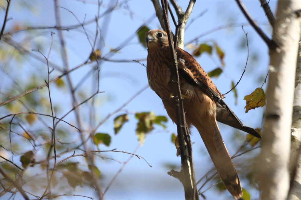 Вольерные комплексы на природных территориях Москвы начали открываться после зимы