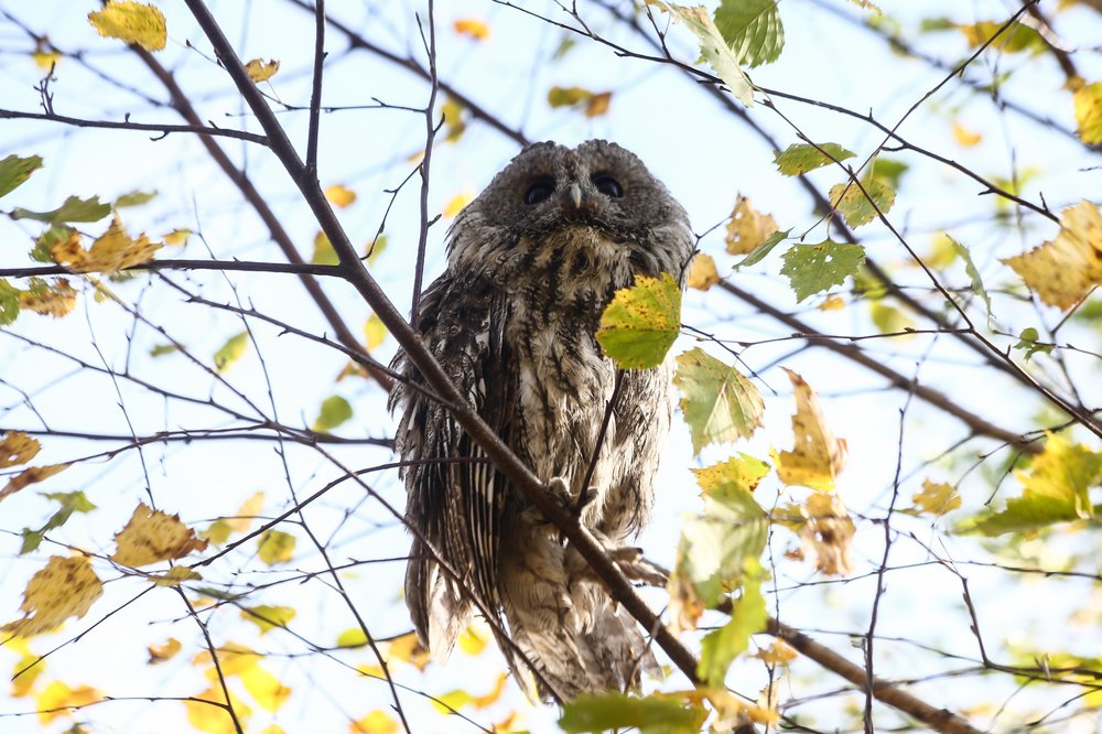 Более 130 экзотических животных передали в столичный центр реабилитации с начала года