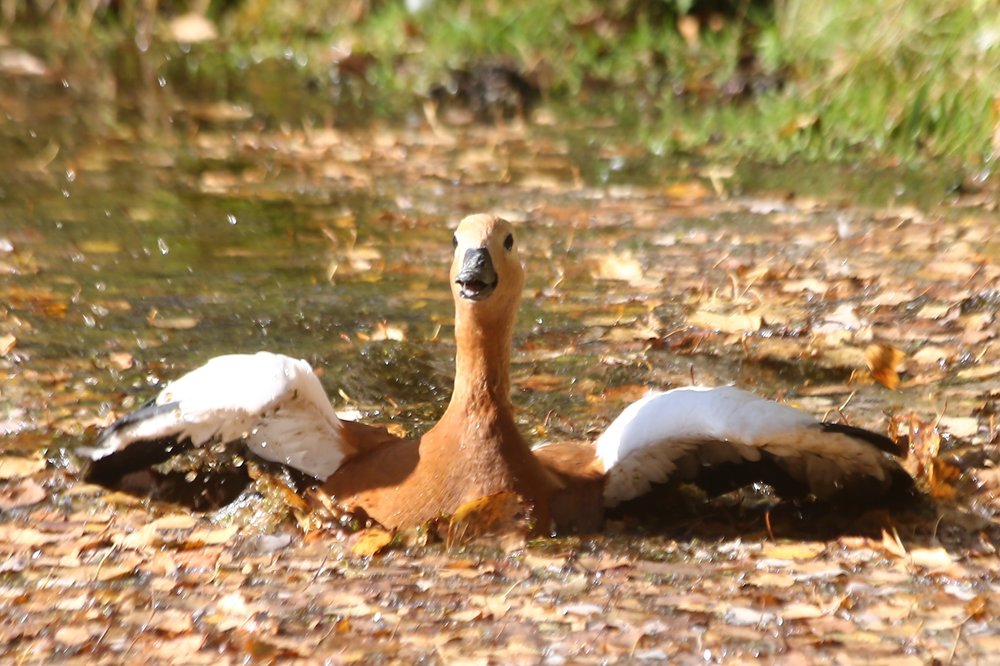 День Земли и книги: какую программу подготовила Мосприрода с 19 по 23 апреля