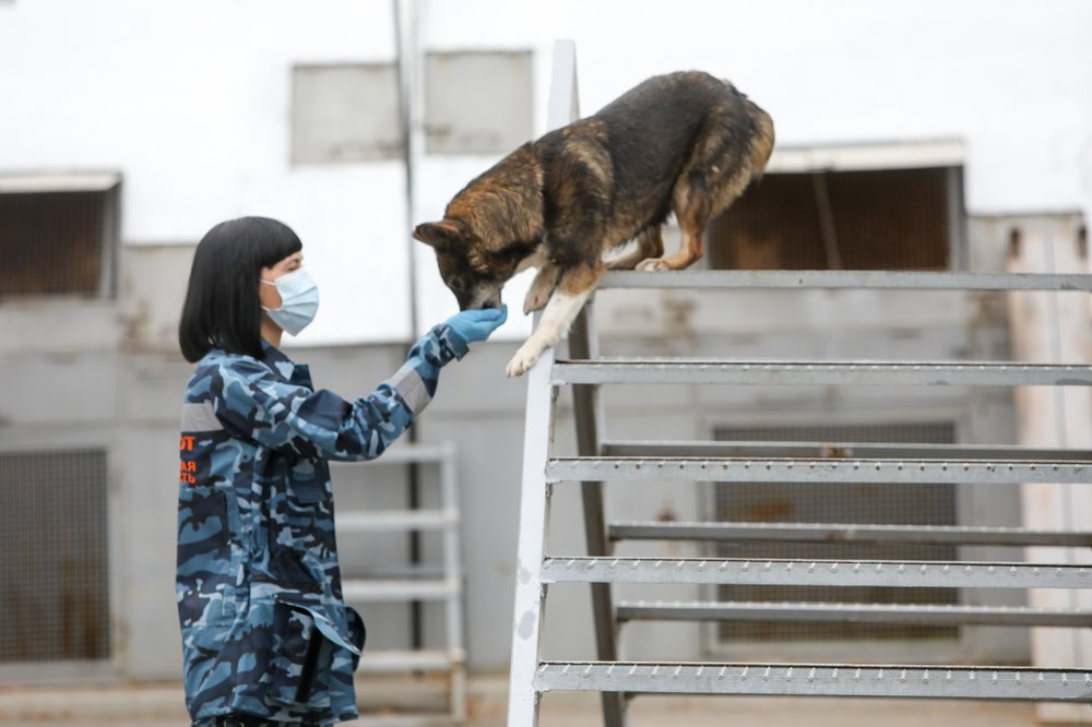Москвичам рассказали о девушках-кинологах, диспетчерах и психологах