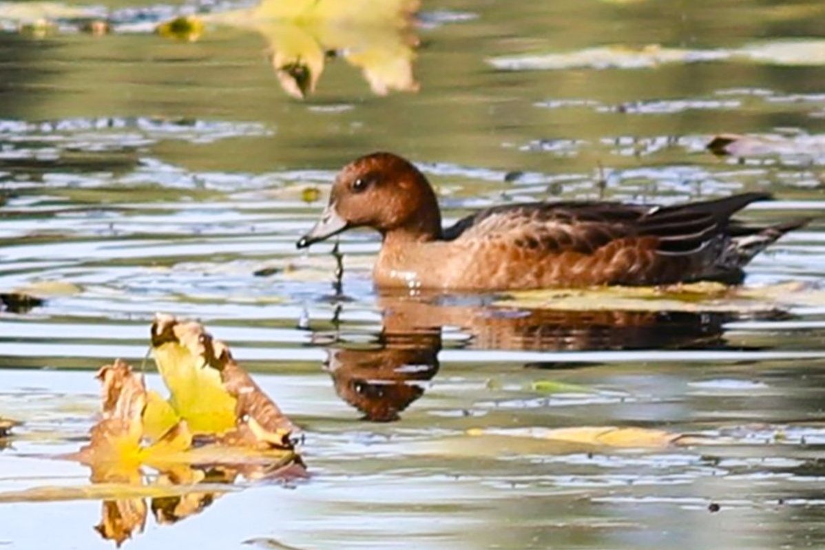 Прилетевшие из Скандинавии редкие свиязи были замечены в Серебряном Бору