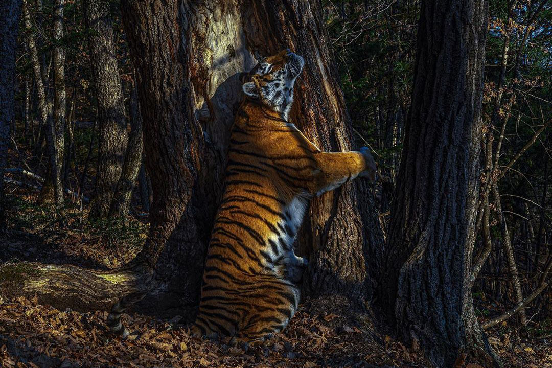 Лучшей фотографией дикой природы в 2020 году стал снимок амурского тигра