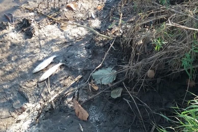 Мор рыбы произошел в реке Артемовке в Приморье