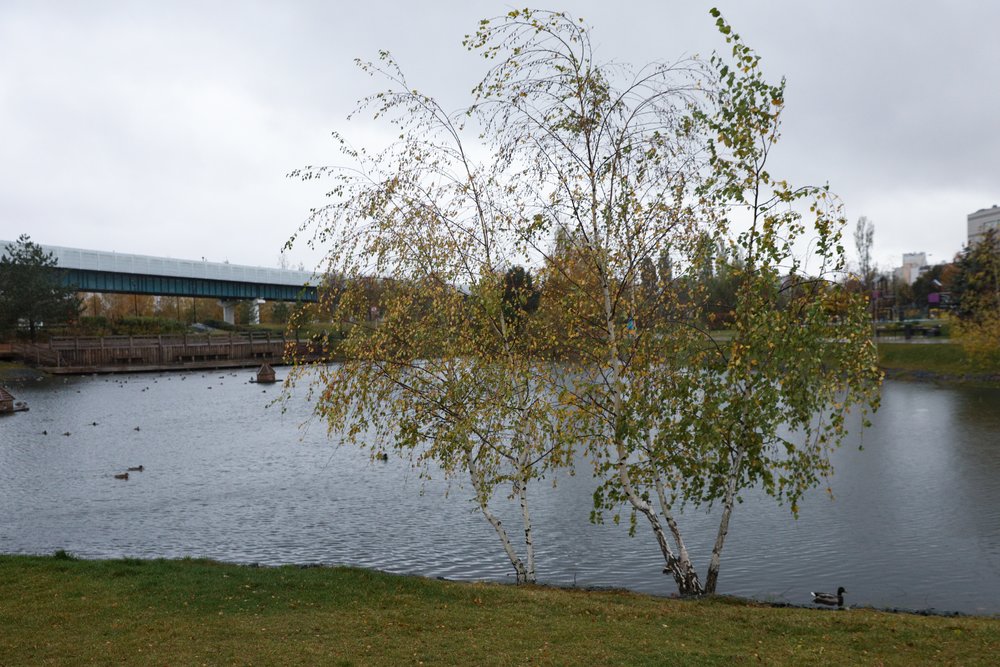 Появились подробности загадочной смерти женщины в пруду в центре Москвы