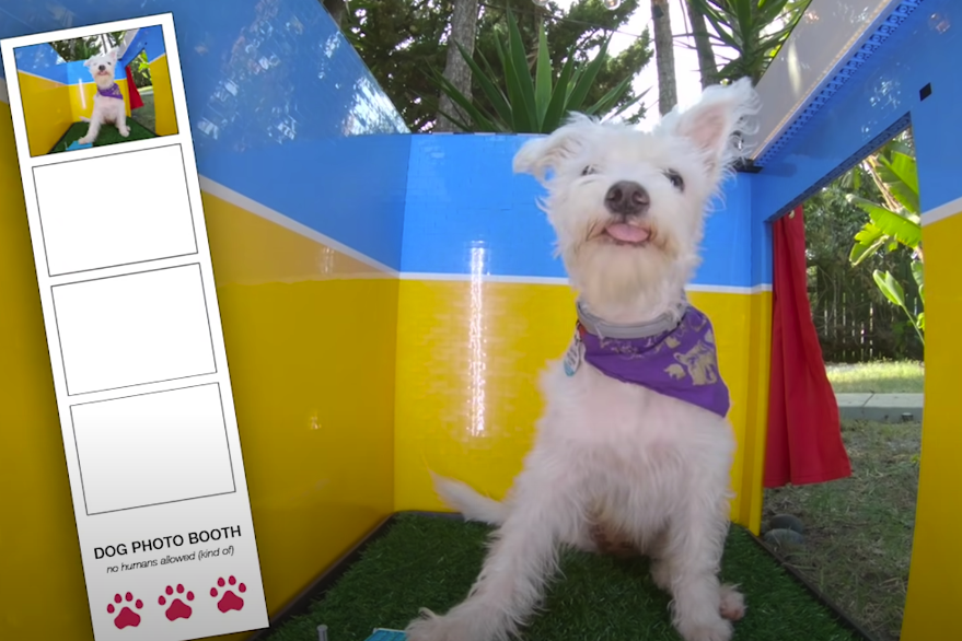 Американский блогер построила фотобудку для собак