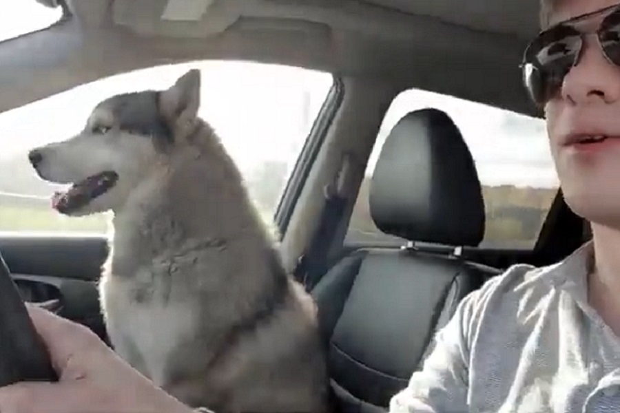 «Да ты умничка»: мужчина снял на видео спасение хаски на МКАД