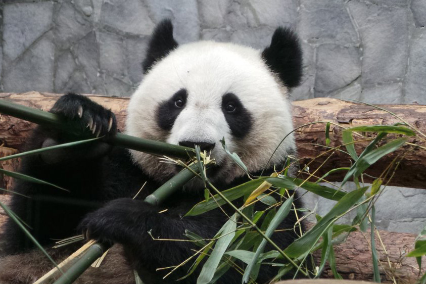 Жители столицы смогут выиграть валентинку, нарисованную пандой Московского зоопарка