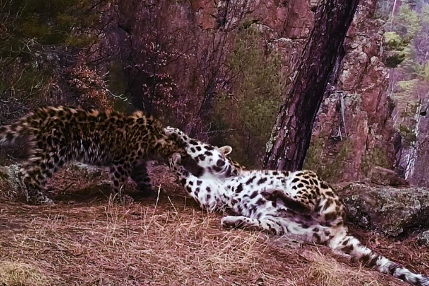 Семейные объятия самых редких крупных кошек в мире попали на видео