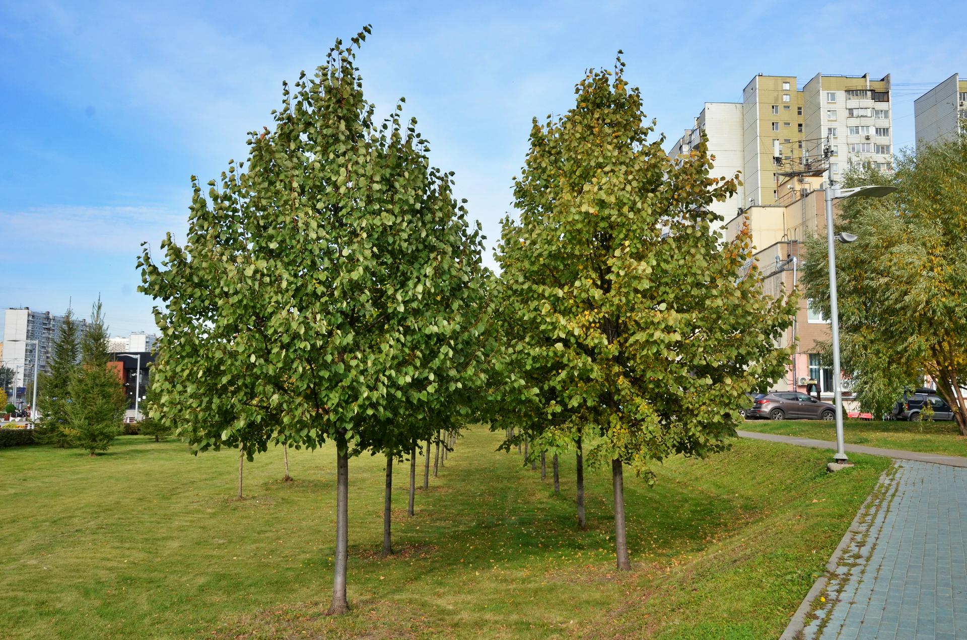 Более 600 тысяч кустарников украсят Москву по программе «Миллион деревьев»