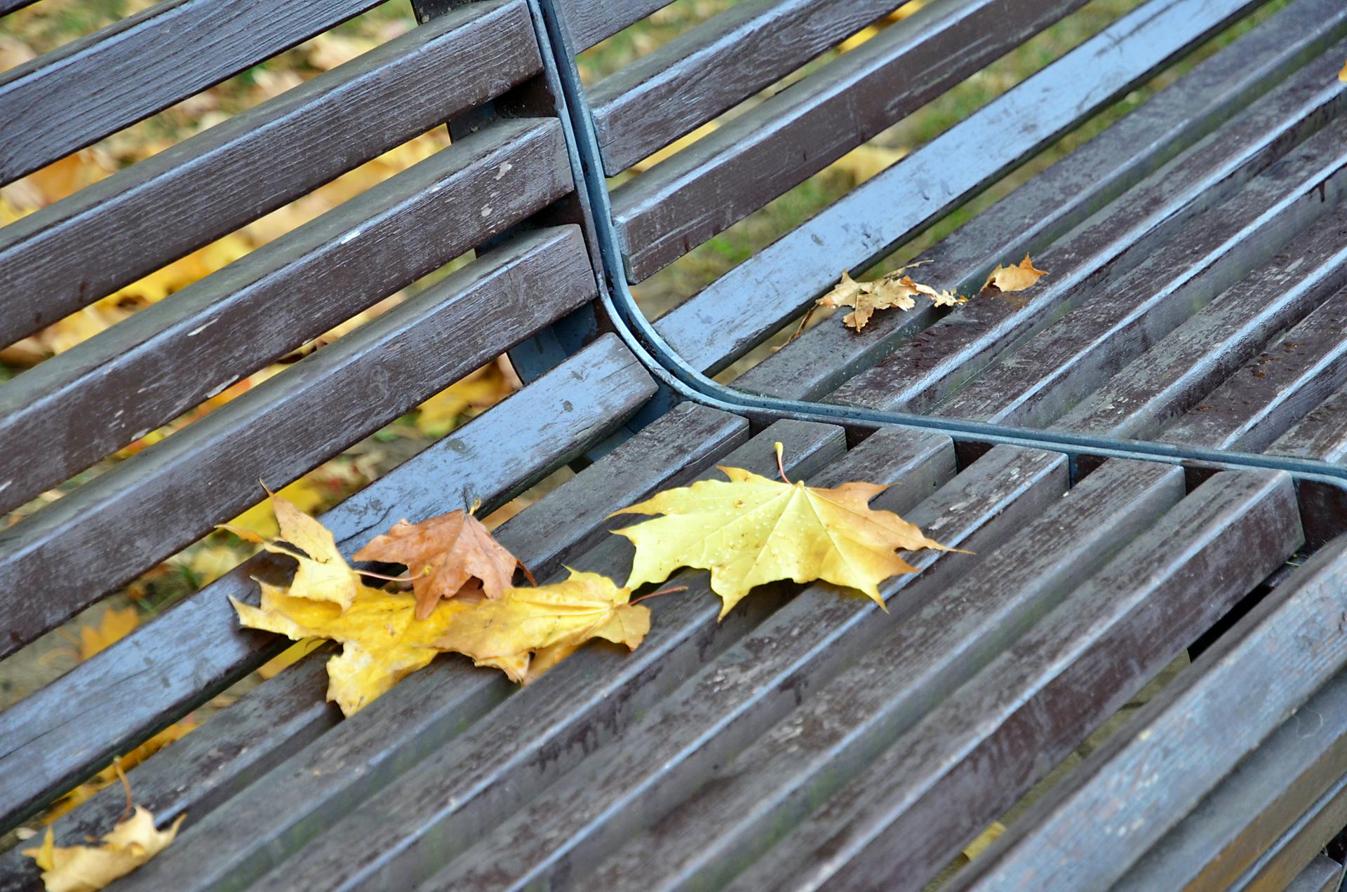 Синоптик рассказал, когда начнется листопад в Санкт-Петербурге