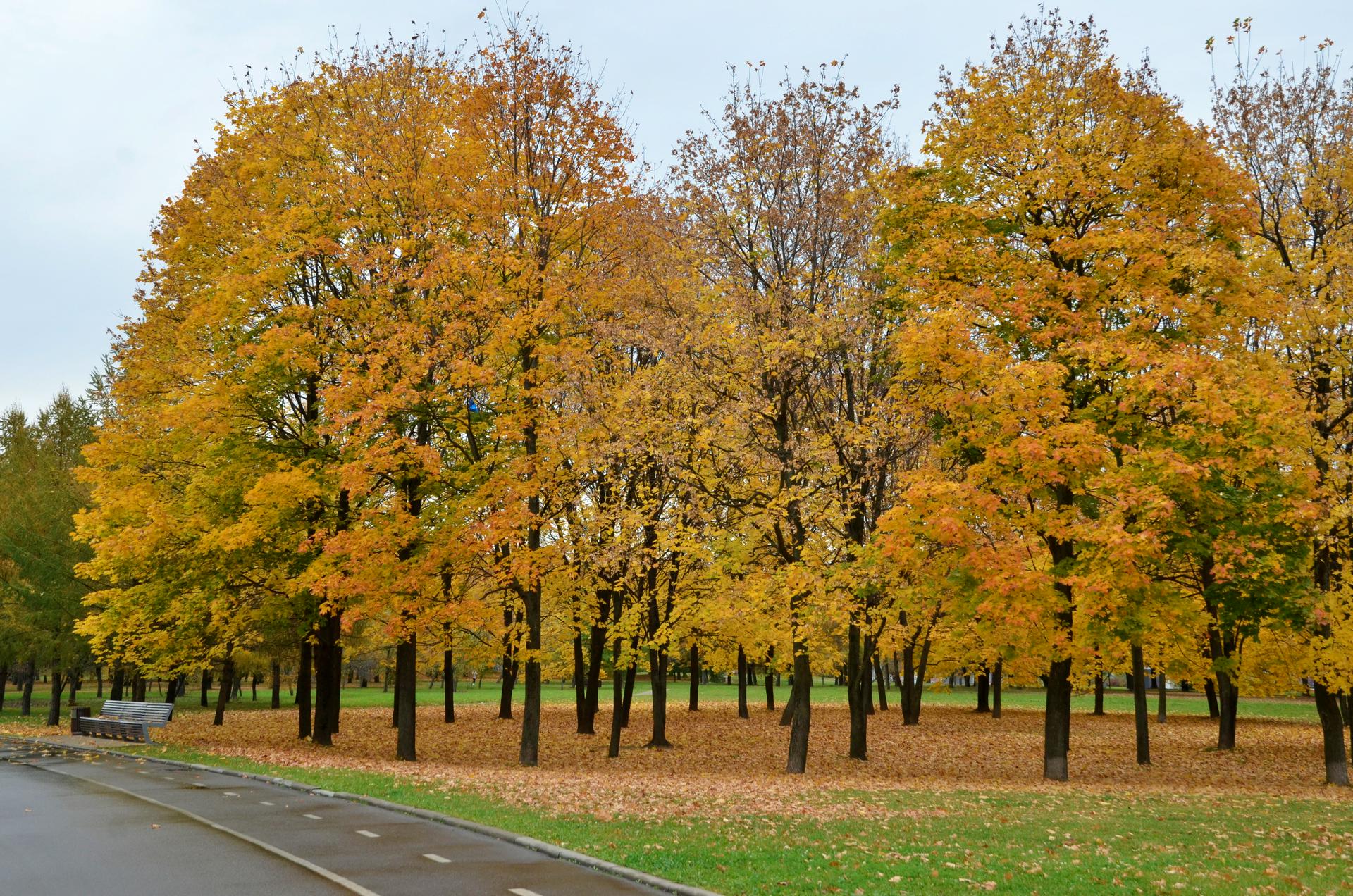 «Совершенно чудесная осень»: Вильфанд рассказал о погоде в ноябре
