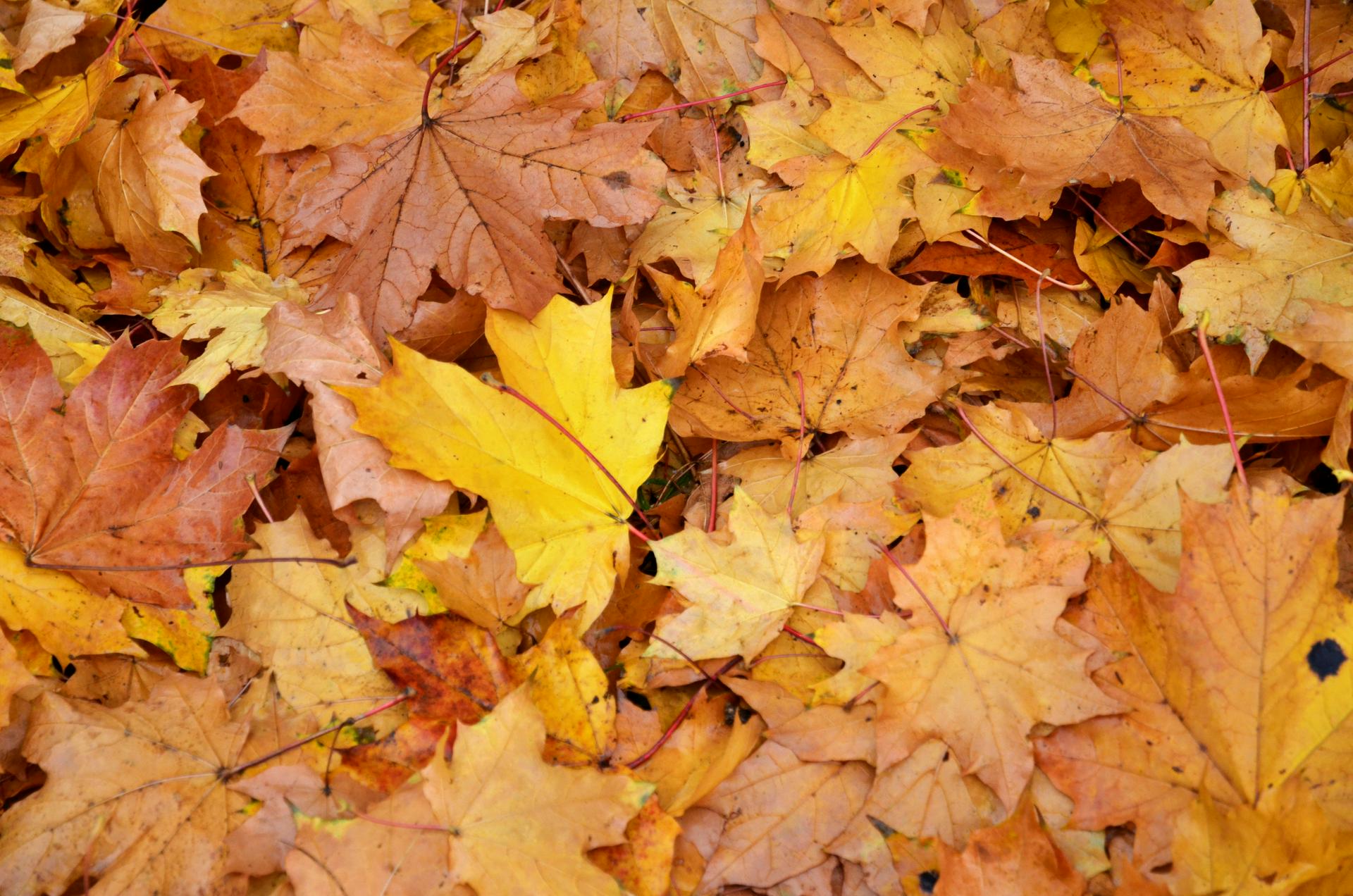 Городские службы столицы увеличили количество ежедневных прометаний дорог из-за листвы