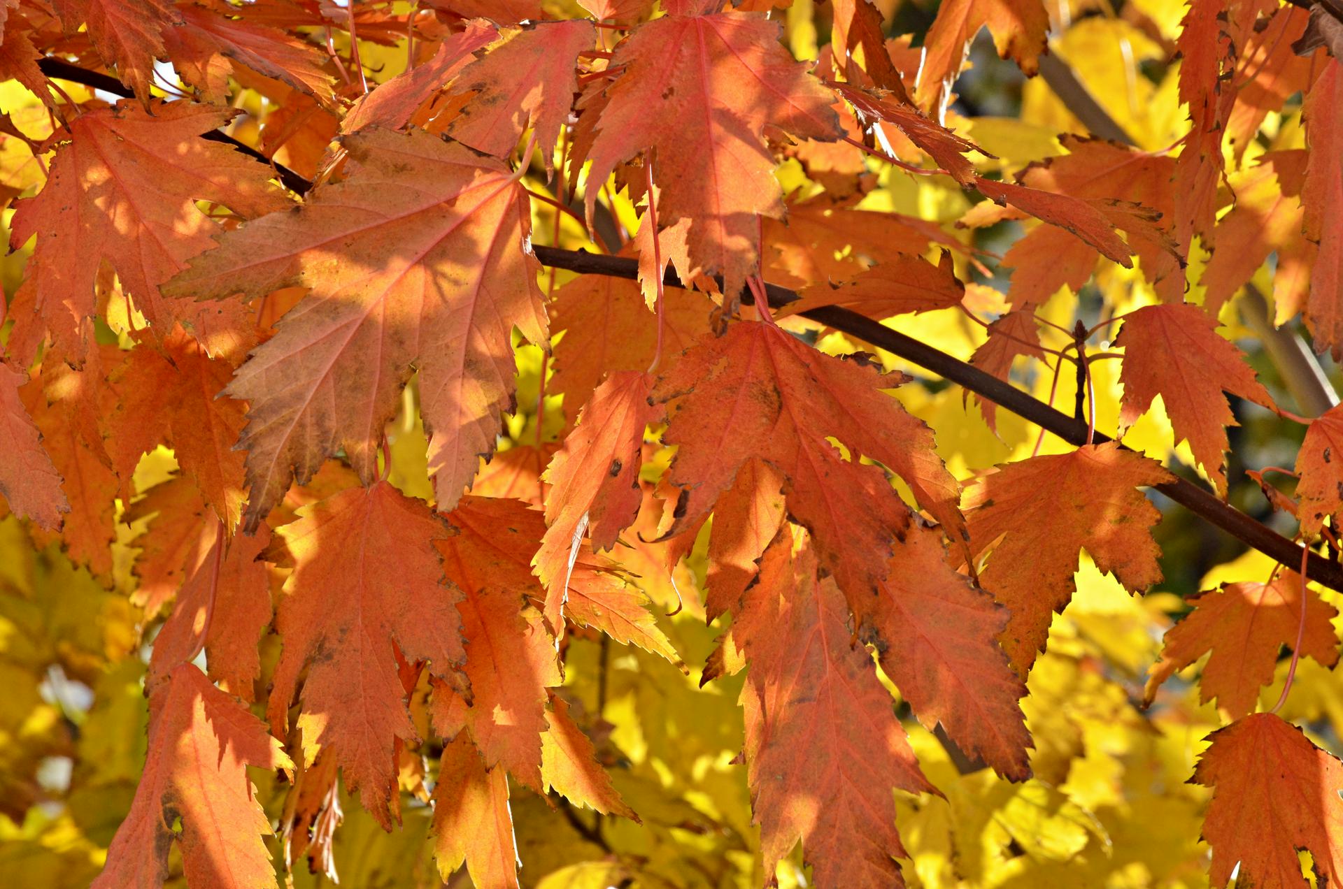Москвичам рассказали, в каких парках города можно сделать красочную фотосессию