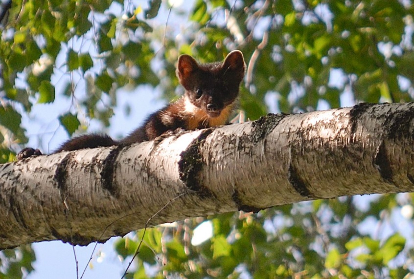 Считавшееся мифическим животное сняли на камеру в Боливии
