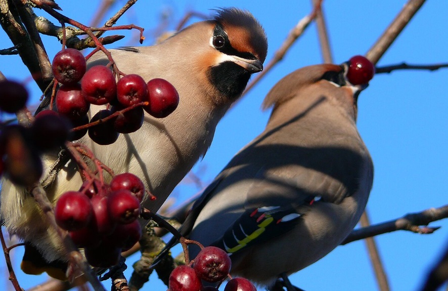 Эксперты рассказали, какие птицы прилетают зимовать в Москву