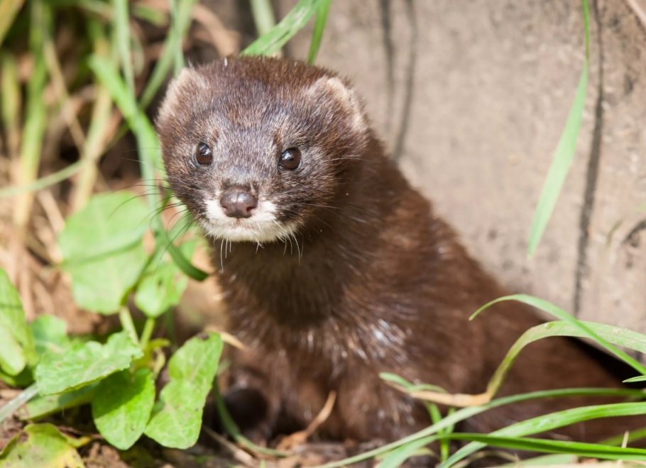Датское правительство решило уничтожить всех норок на зверофермах 