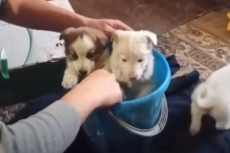 Работник кладбища в Сибири спас щенков и стал звездой Сети