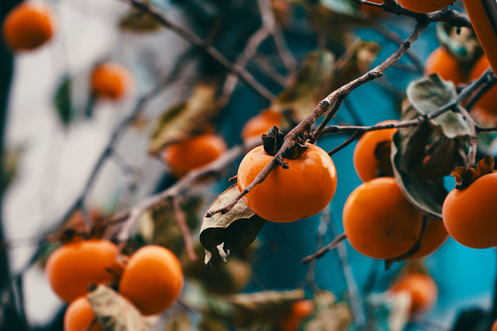 Обращать внимание на черные пятна: как выбрать хурму к новогоднему столу