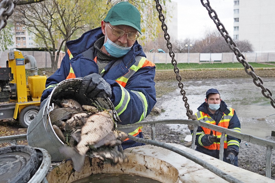 Сотрудник Мосводостока Николай Филин (на первом плане) перемещает выловленную из Ясного пруда рыбу в специальный резервуар для перевозки