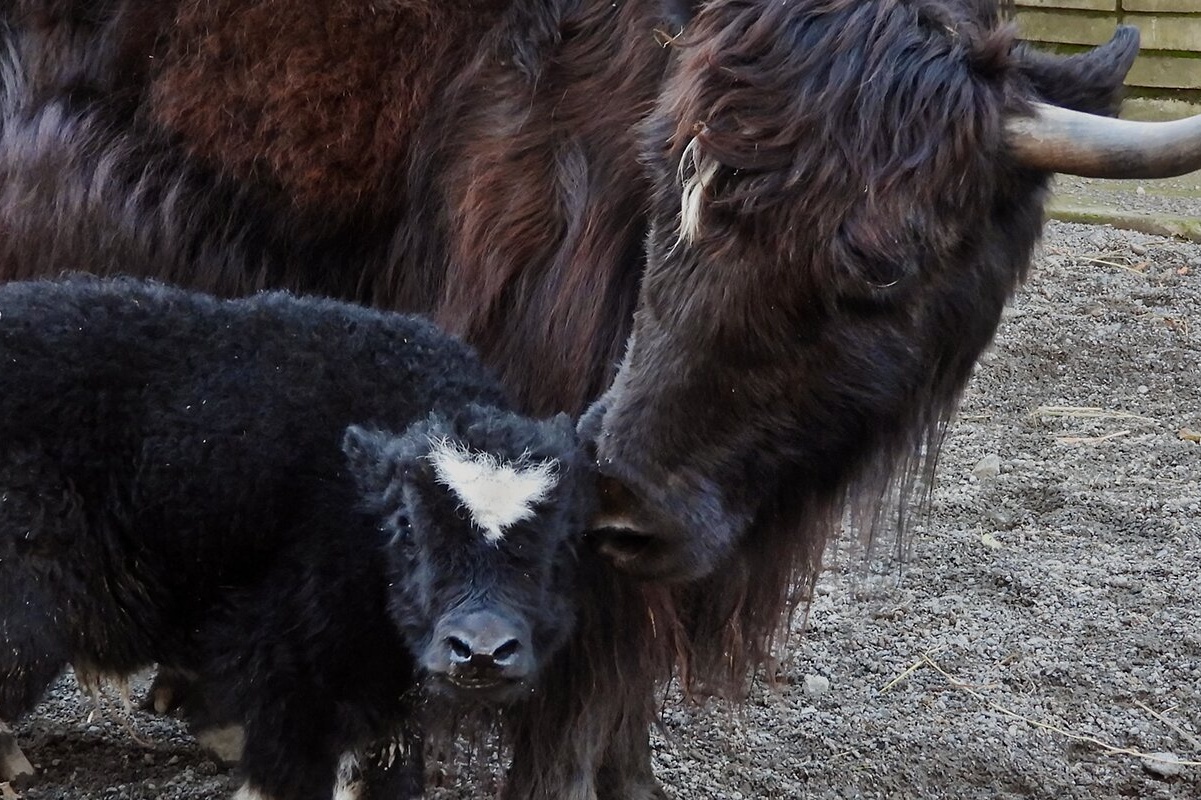 Москвичам предложили выбрать имена для родившихся в зоопарке телят яка